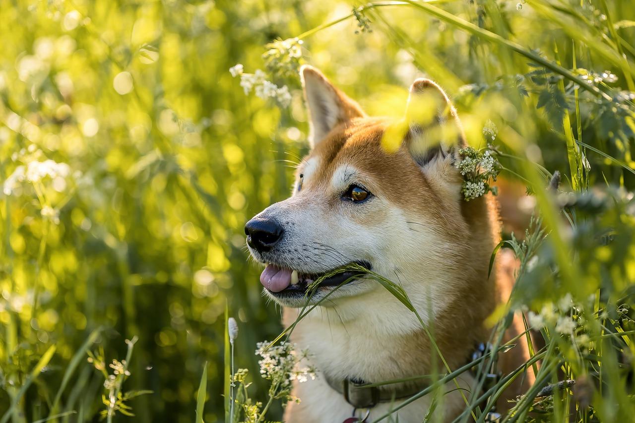 Why Dogecoin and XRP Prices Are Surging Again